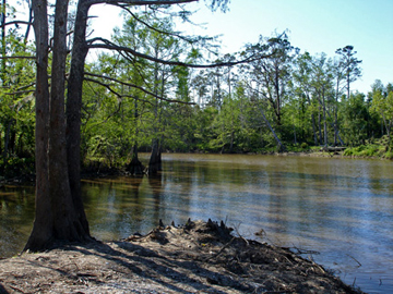 Turtle Bayou