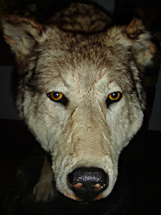 wildlife exhibit