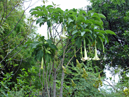 gardens