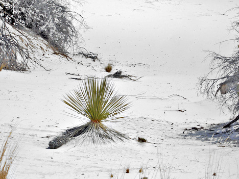 a plant