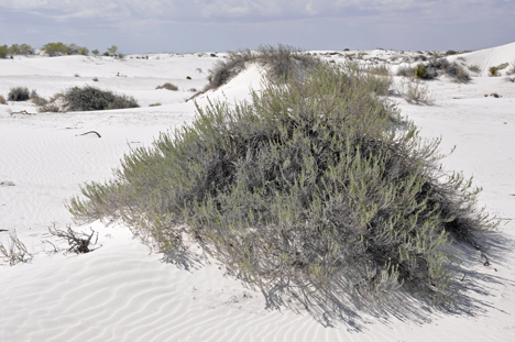 white sand dunes