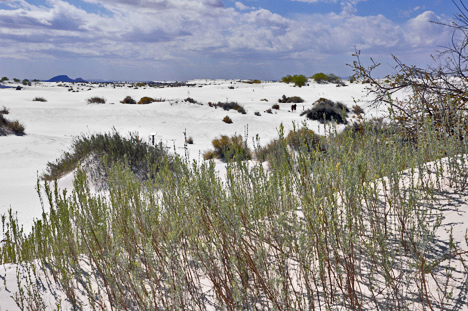 white sand dunes