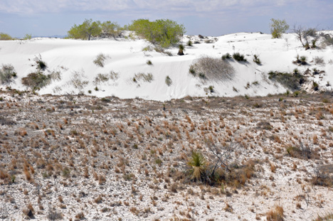 dunes