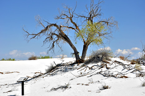 an ugly tree