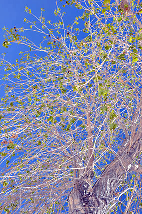 close-up of the tree