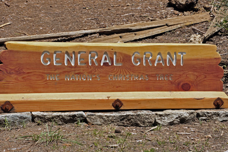 General Grant tree