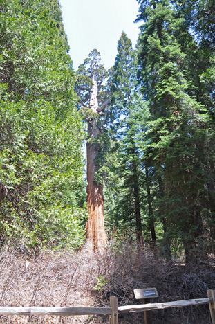 General Grant tree