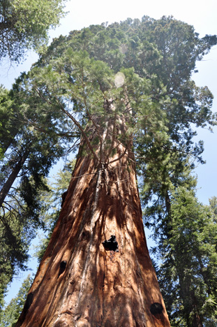the Lincoln tree