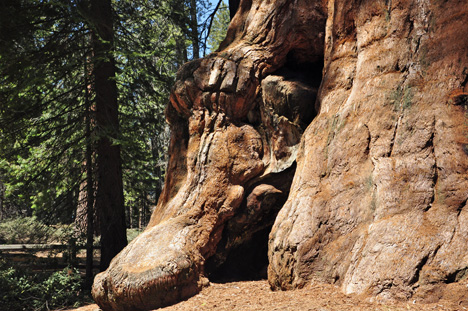 Lee thought this tree trunk looked like an alligator's head