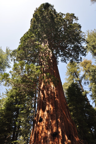 the Lincoln tree