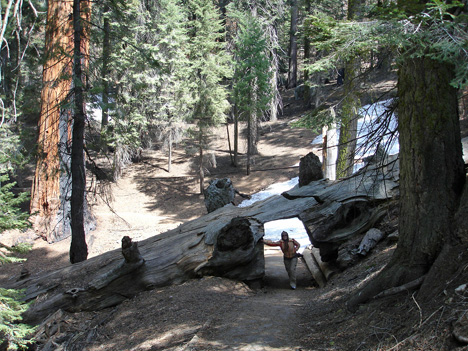 Karen Duquette inside the tree