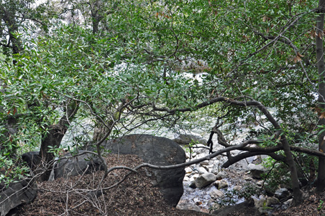 view of the river at Sequoia National Park
