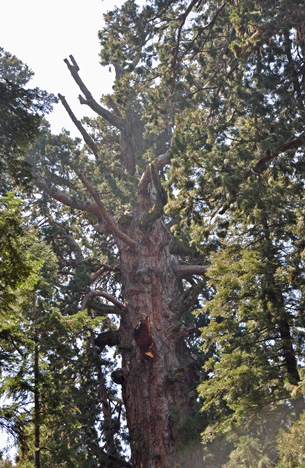 The Sherman Tree's top