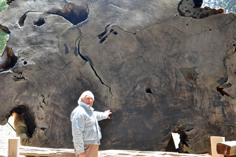 LEE exploring this fallen tree and the rings