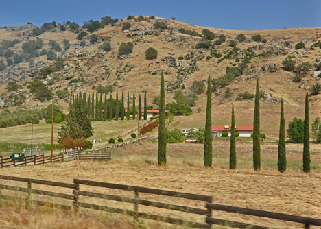 trees I like