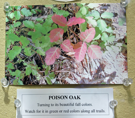 Poison Oak