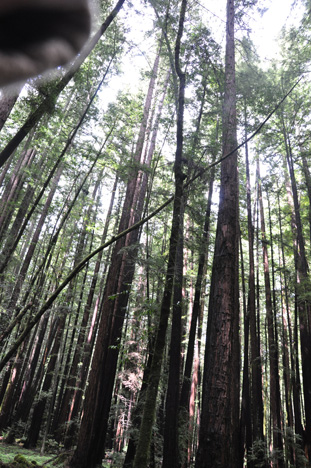 big redwood trees