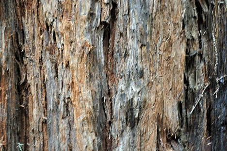 closeup of tree bark
