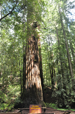 Col. Armstrong tree
