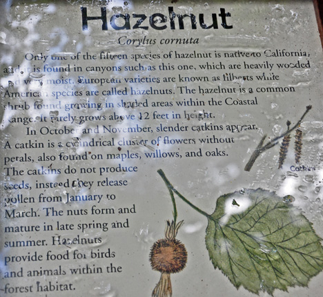 hazel nut sign