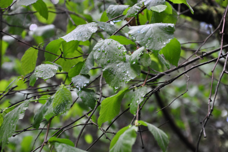 hazel nut leaves