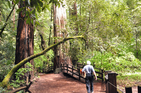 Lee walks on a bridge that encourages to feel the moss
