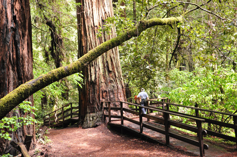 Lee walks on a bridge that encourages to feel the moss