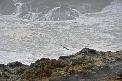 seagull kept flying back and forth in front of the camera