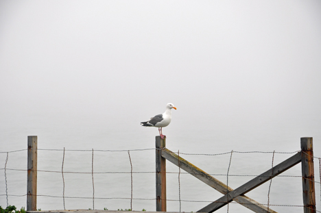 seagull kept flying back and forth in front of the camera