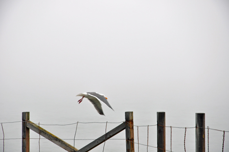 the seagull flies off 