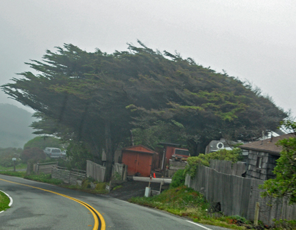 a wind-blown tree