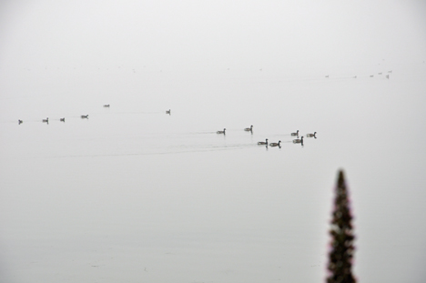 ducks