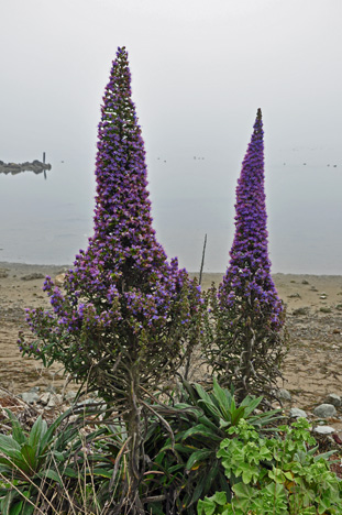 flowers and ducks