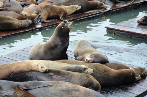 an extra noisy seal