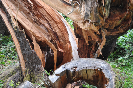 a very large fallen tree