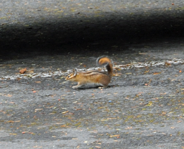 a chipmunk