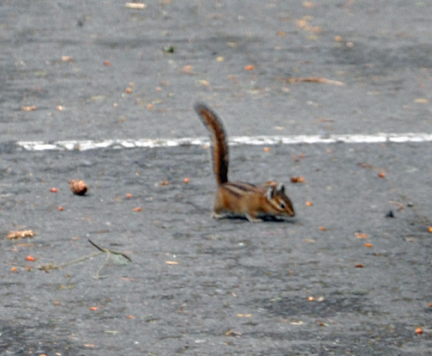 a chipmunk