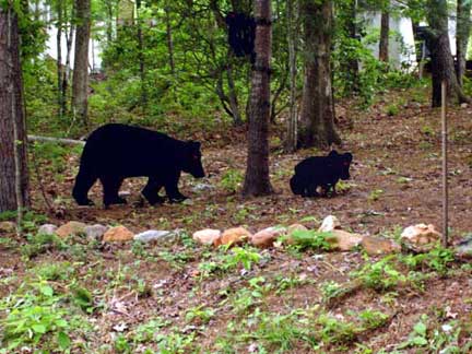 bears