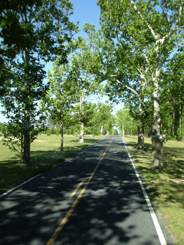sycamore trees