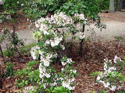 Mountain Laurel