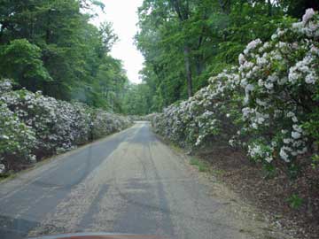 mountain laurel