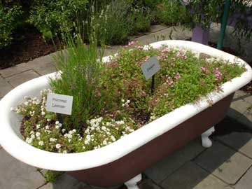 tub of flowers