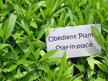 Obedoent Plant