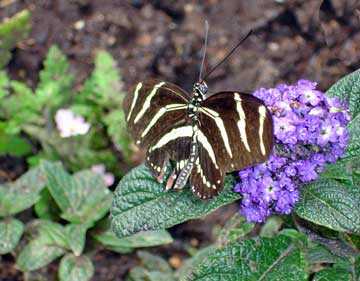 butterfly