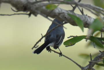 a bird in the tree