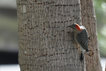 a woodpecker