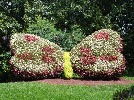 butterly made of flowers