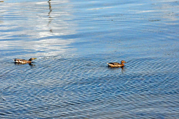 ducks